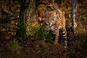 130 Zuid Pantanal, jaguar
